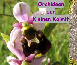 Orchideen der Kleinen Kalmit