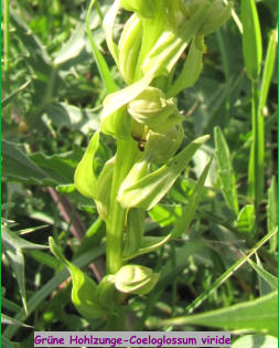 Grüne Hohlzunge-Coeloglossum viride