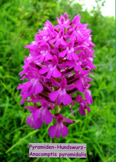 Pyramiden-Hundswurz- Anacamptis pyramidalis