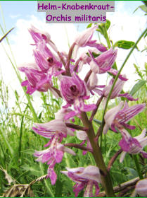 Helm-Knabenkraut- Orchis militaris