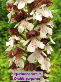 Purpurknabenkraut- Orchis purpurea