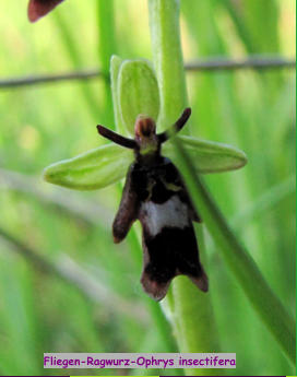 Fliegen-Ragwurz-Ophrys insectifera