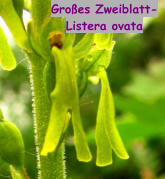 Großes Zweiblatt- Listera ovata